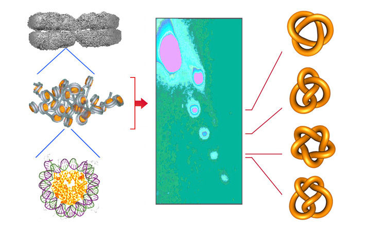 Chromatin Knots